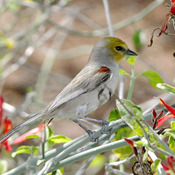 Verdin